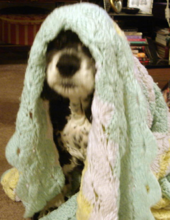 crochet_on_the_dog.png